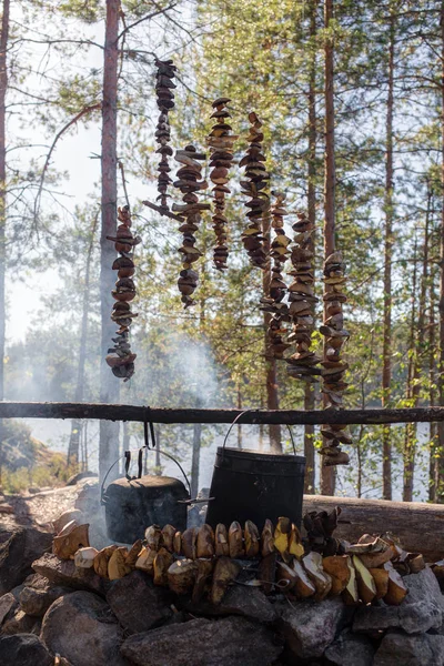 Grande culture de champignons — Photo