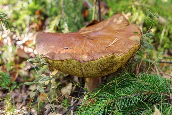 Cep muito grande — Fotografia de Stock