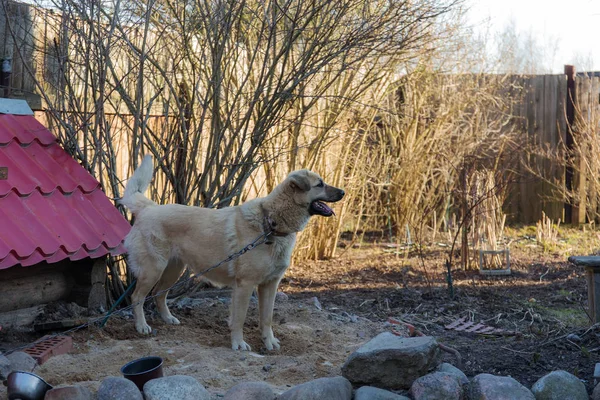 Porträtt av en hund — Stockfoto