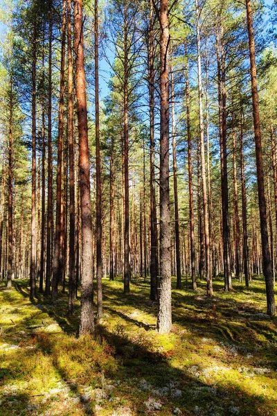 Bosque de pinos en un día soleado — Foto de Stock