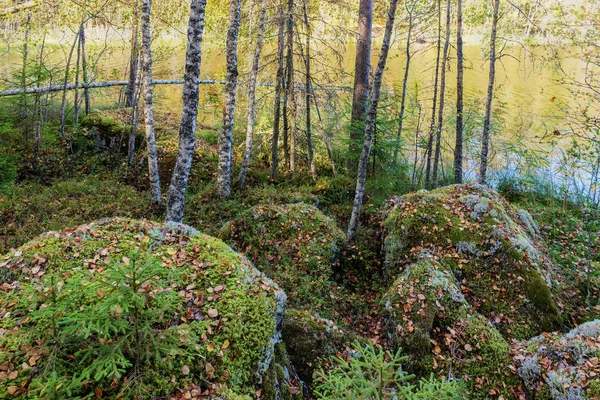Vid en skogssjö — Stockfoto