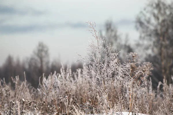 Dry grass in frost — Stock Photo, Image