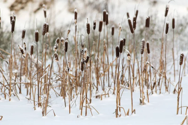 Cattail seco en un día de invierno —  Fotos de Stock