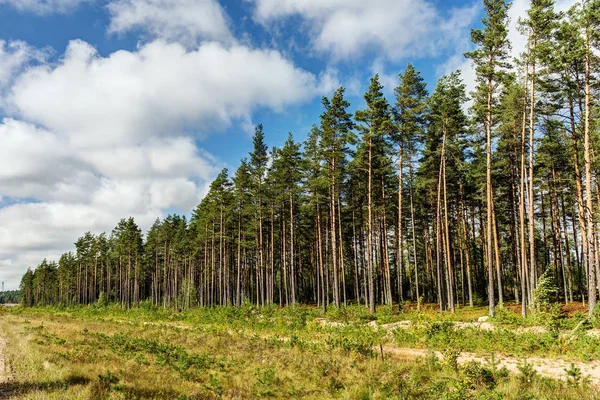 A borda de uma floresta de pinheiros — Fotografia de Stock