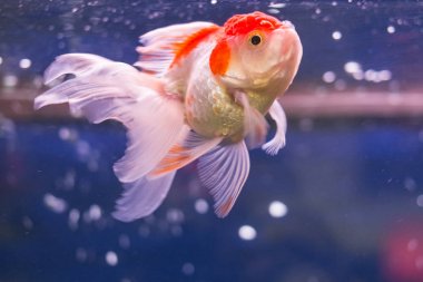 Goldfish akvaryum mavi su