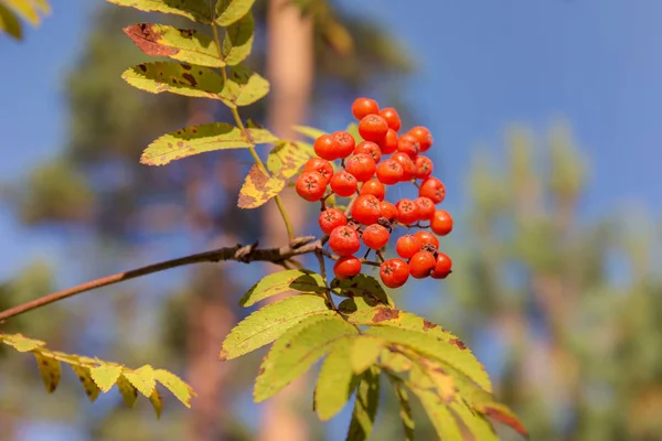 Rowan with berries — Stock Photo, Image