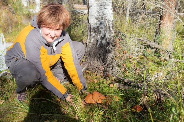 Veel van paddestoelen in het bos — Stockfoto