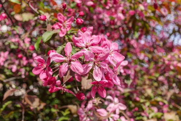 Blooming árvore de maçã closeup — Fotografia de Stock