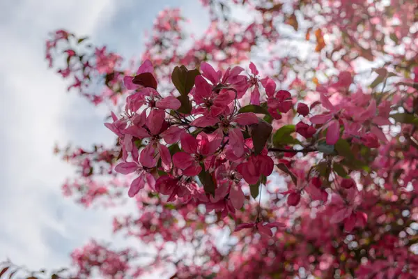 Melo in giorno di primavera — Foto Stock