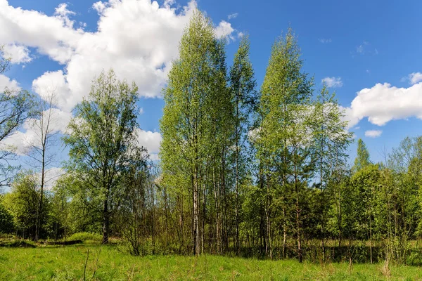 Landschap in het voorjaar bos — Stockfoto