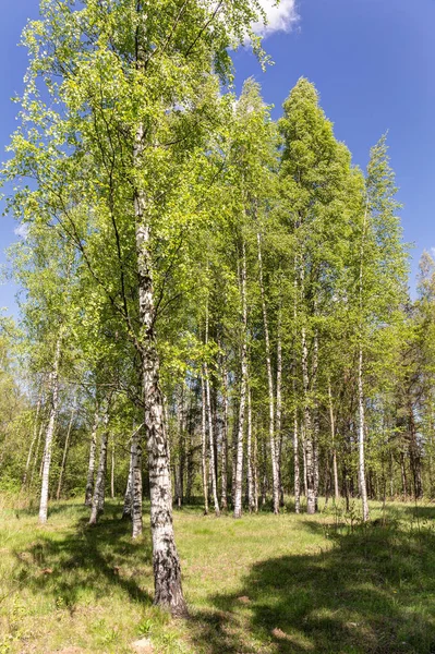 Bosque de abedul en primavera — Foto de Stock