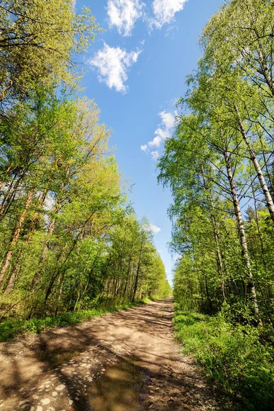 Estrada de terra em uma floresta de primavera — Fotografia de Stock