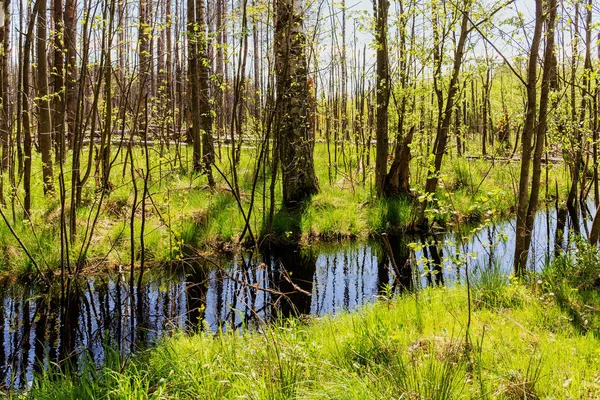 Inundación en el bosque de primavera — Foto de Stock