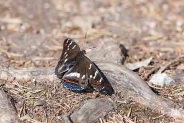 Kelebek kökü üzerinde oturur