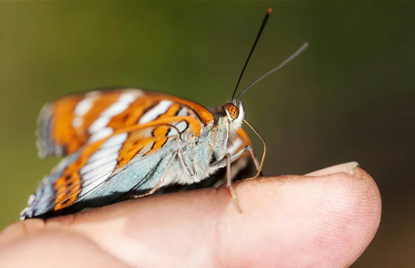 Motyl z bliska — Zdjęcie stockowe