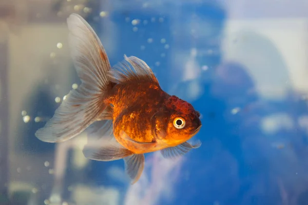 水で金魚の肖像画 — ストック写真