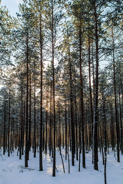 Sol en el bosque de invierno — Foto de Stock