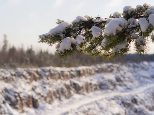 Ramo di pino con neve — Foto Stock