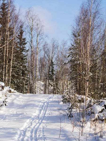 Foresta invernale soleggiata — Foto Stock