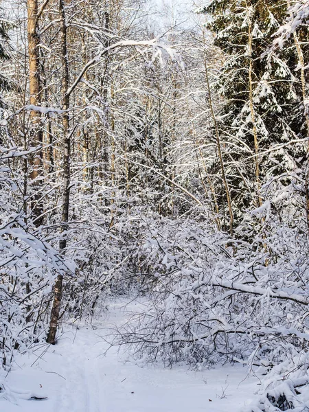 Alberi in una foresta invernale — Foto Stock