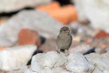 güneşli bir serçe