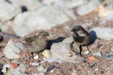 güneşli bir günde iki serçeler
