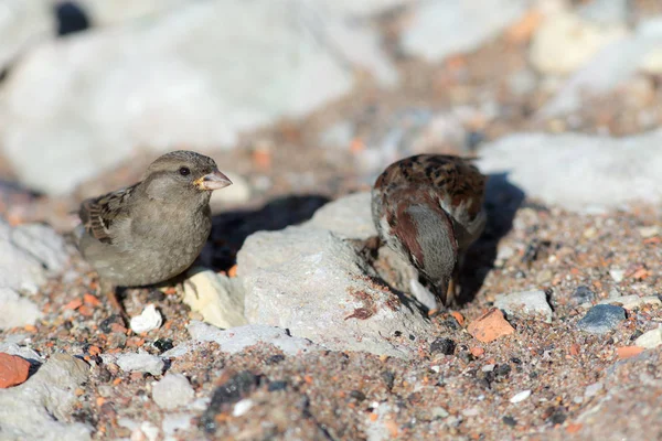 Zwei Spatzen auf Steinen — Stockfoto