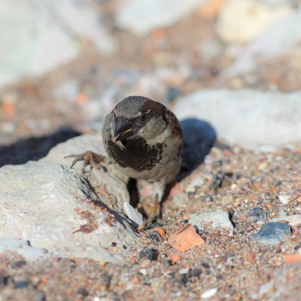 Funny sparrow on stones — Stock Photo, Image
