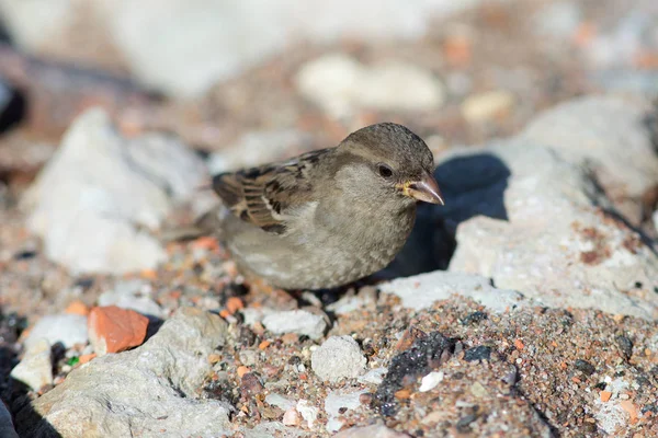 Sparrow on stones — Stock Photo, Image