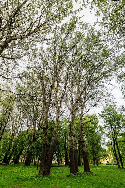 Follaje verde en un parque de primavera —  Fotos de Stock