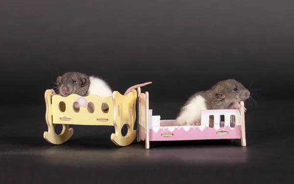 Rats in a toy beds — Stock Photo, Image