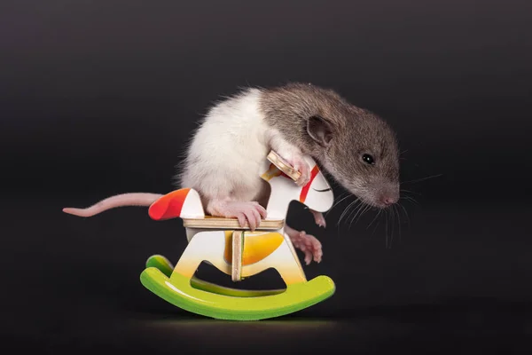 Baby rat on toy horse — Stock Photo, Image