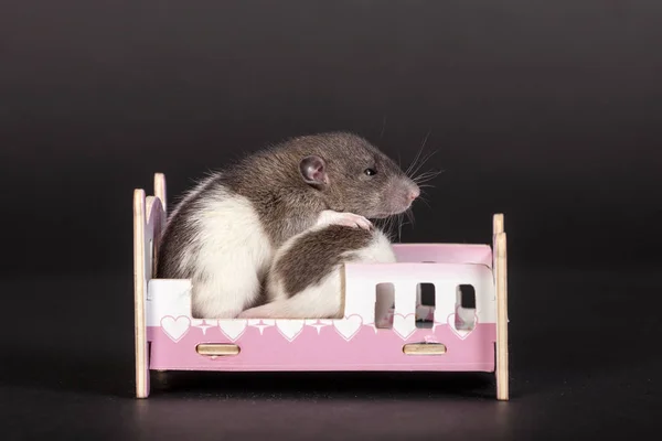 Ratos em uma cama de brinquedo — Fotografia de Stock