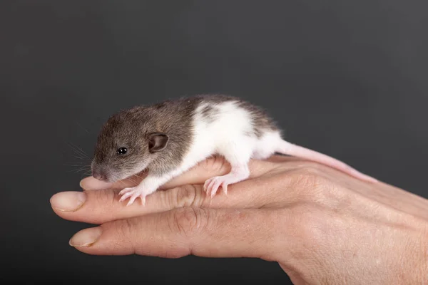Bebek sıçan parmakları — Stok fotoğraf