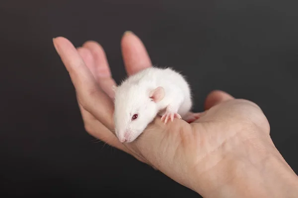 Wit baby rat — Stockfoto