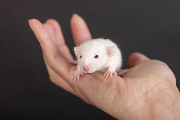 Beyaz bebek fare içinde belgili tanımlık palmiye — Stok fotoğraf