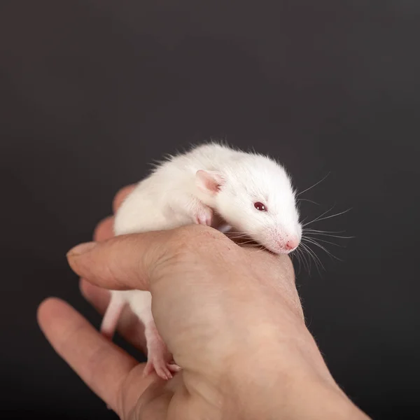 Weiße Baby-Ratte Nahaufnahme — Stockfoto