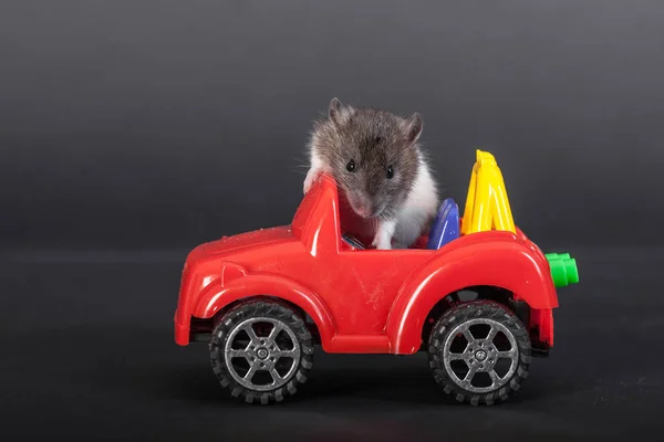 Ratto e auto — Foto Stock