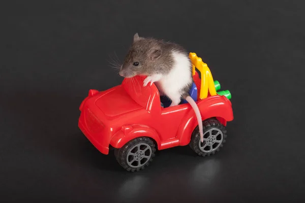 Baby råtta på bilen — Stockfoto