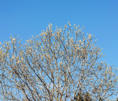 bahar gökyüzü willow