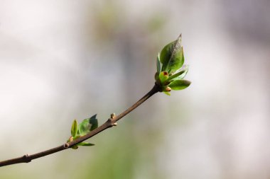 Bahar tomurcukları ile şube