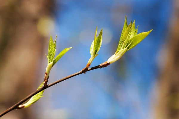 Branch with spring leaves — Stock Photo, Image