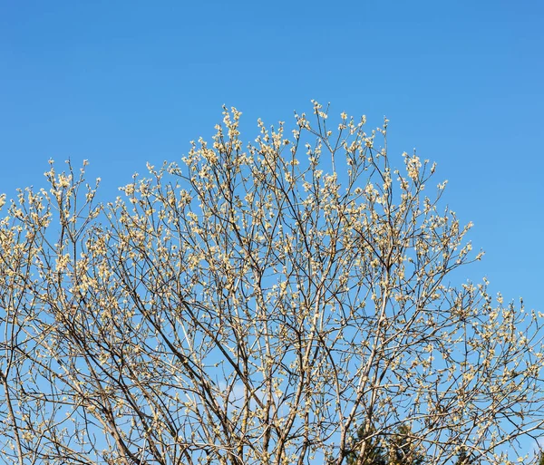 Willow in het voorjaar tegen de hemel — Stockfoto