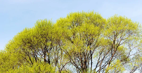 Folhagem de primavera verde — Fotografia de Stock