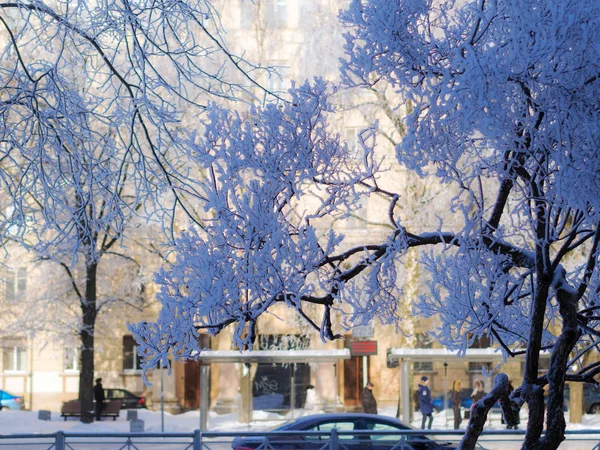 Деревья в зимнем городе — стоковое фото