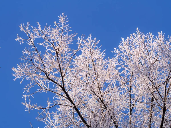 Äste von Bäumen gegen den Himmel — Stockfoto