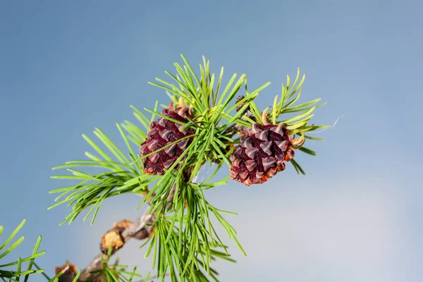 Spring branch of larch — Stock Photo, Image