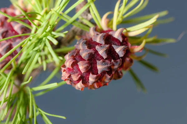 Larch koniler closeup ile — Stok fotoğraf