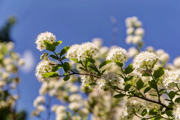 Blooming branch of spirea — Stock Photo, Image