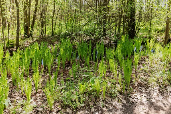 Kapradí v lese na jaře — Stock fotografie